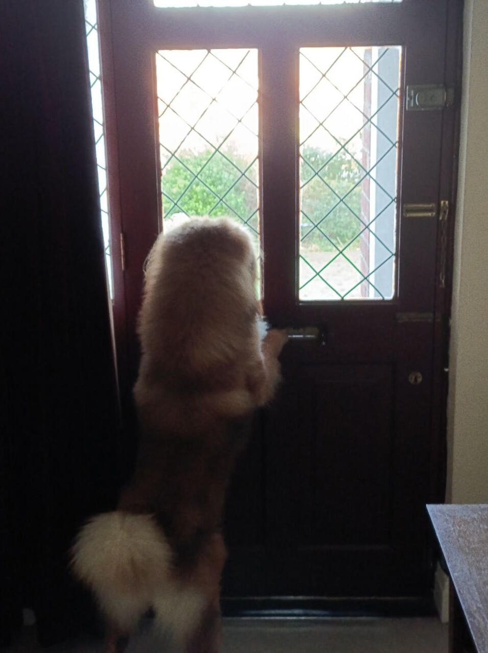 Brutus waiting for you to join us! Chow Chow at a door