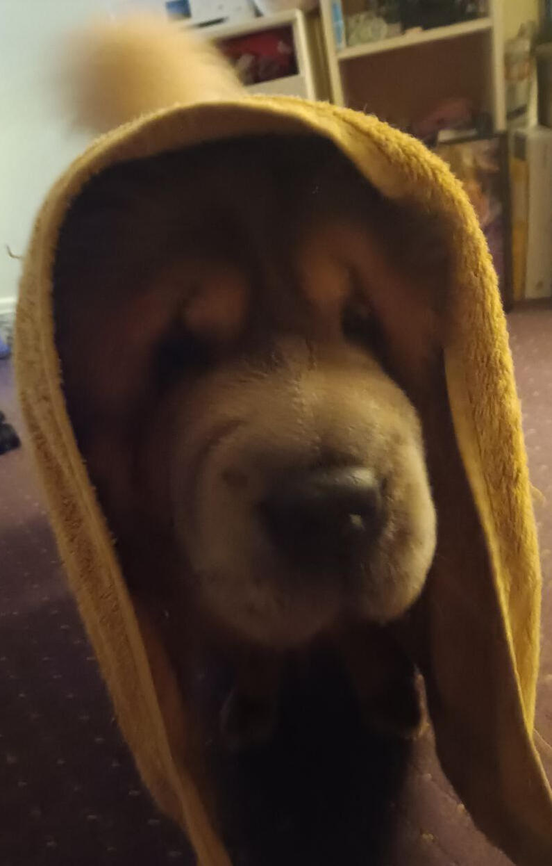 Brutus in his Ceremonial Robe Chow Chow wearing a Towel